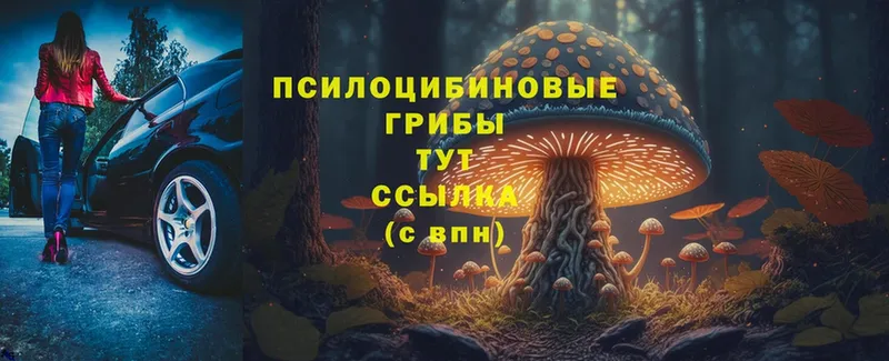 Псилоцибиновые грибы MAGIC MUSHROOMS  продажа наркотиков  Биробиджан 